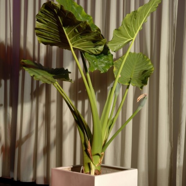 Alocasia in Devider Wall