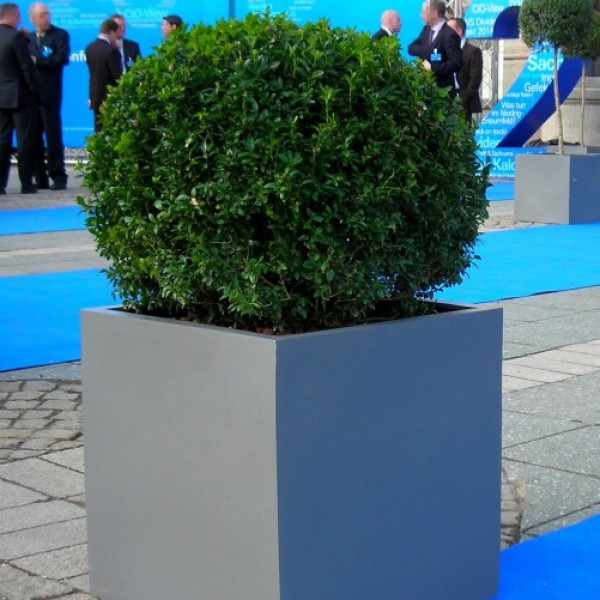 Buchskugel im Kubus grau, Durchmesser 40 cm