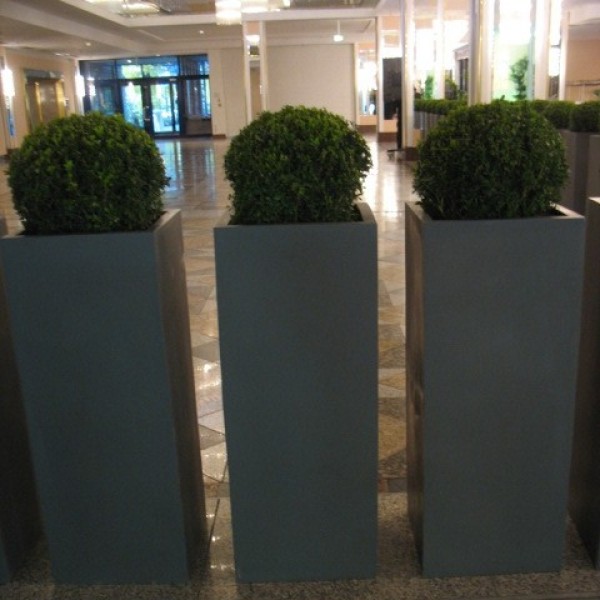 Buchskugel in Säule grau,  Durchmesser 40 cm