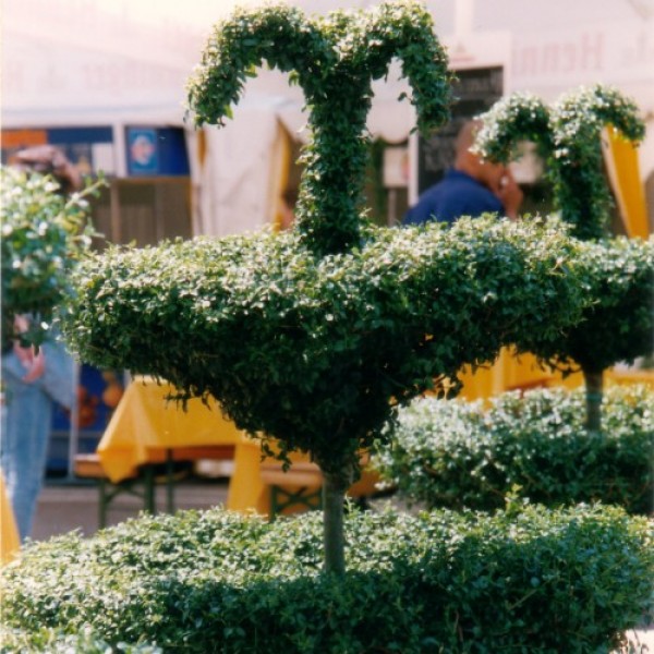 Cotoneaster Etagere im schwarzem Pflanzkübel