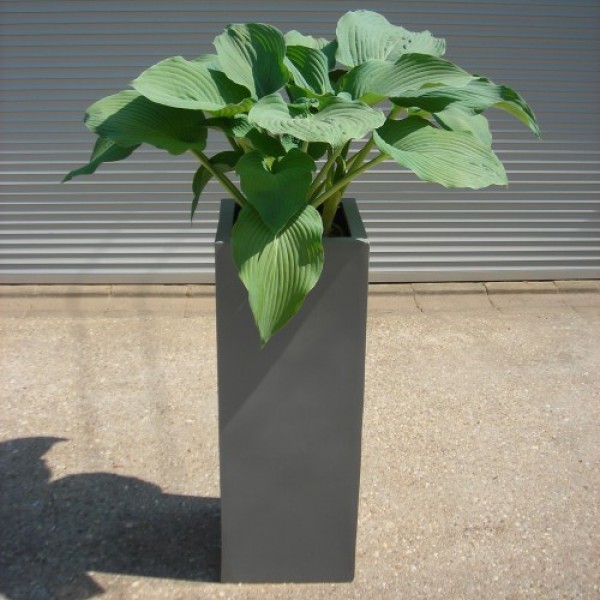 Hosta in Säule grau