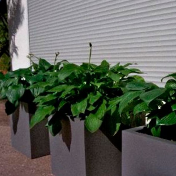 Hosta in Kubus grau