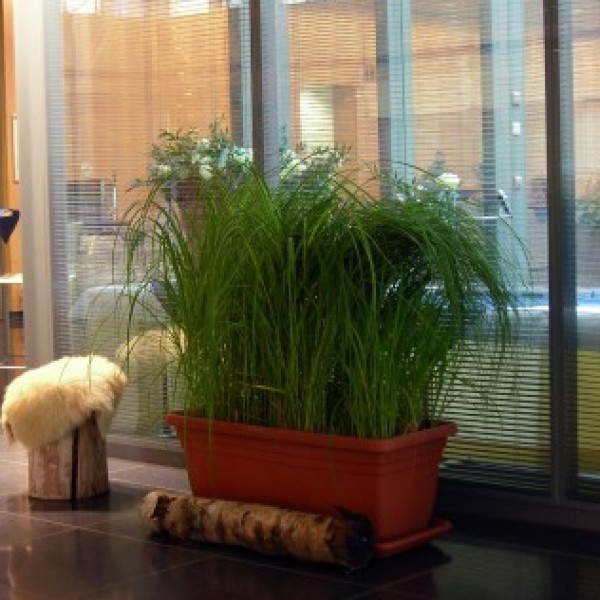 Goldbandleistengras im Terraoptikgefäß