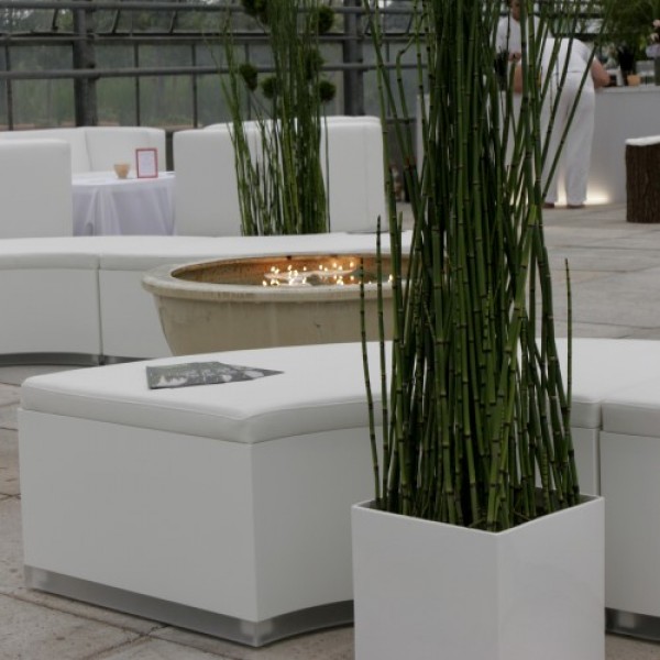 Equisetum im Kubus weiß