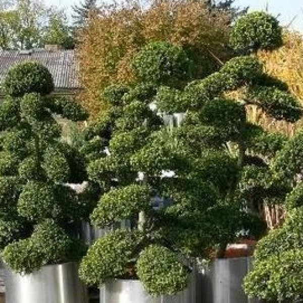 Marco Bonsai/Ilex Crenata M im Edelstahlring