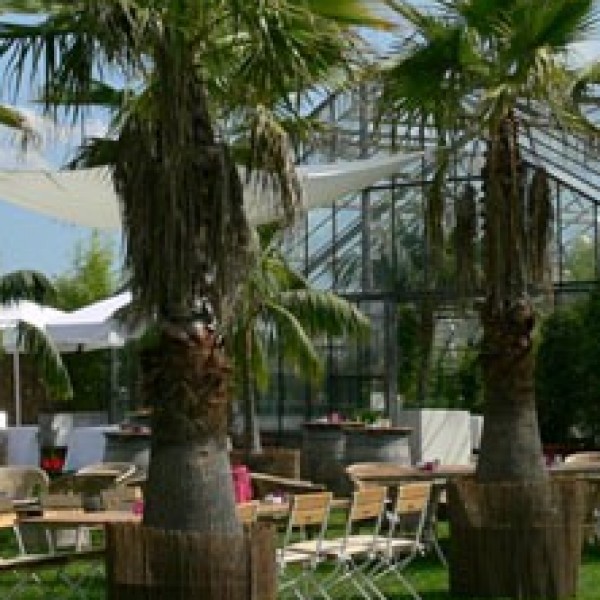 Washingtonia L mit Weidenmatte