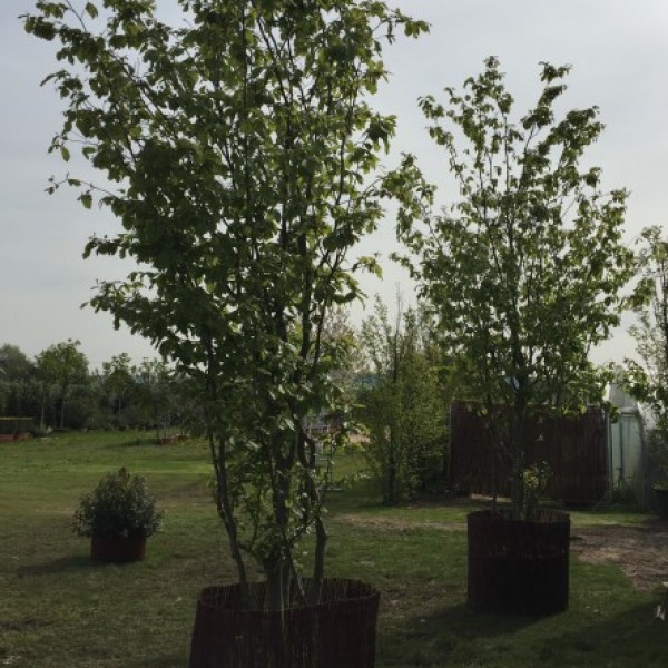 Parrotia persica im schwarzen Pflanztopf